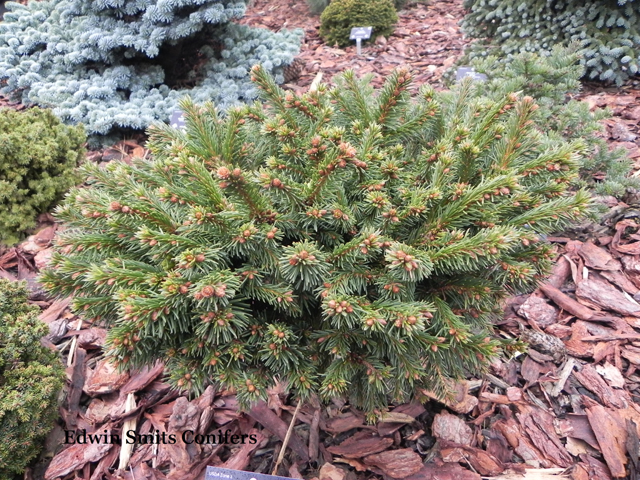 Picea abies 'Lizzy'